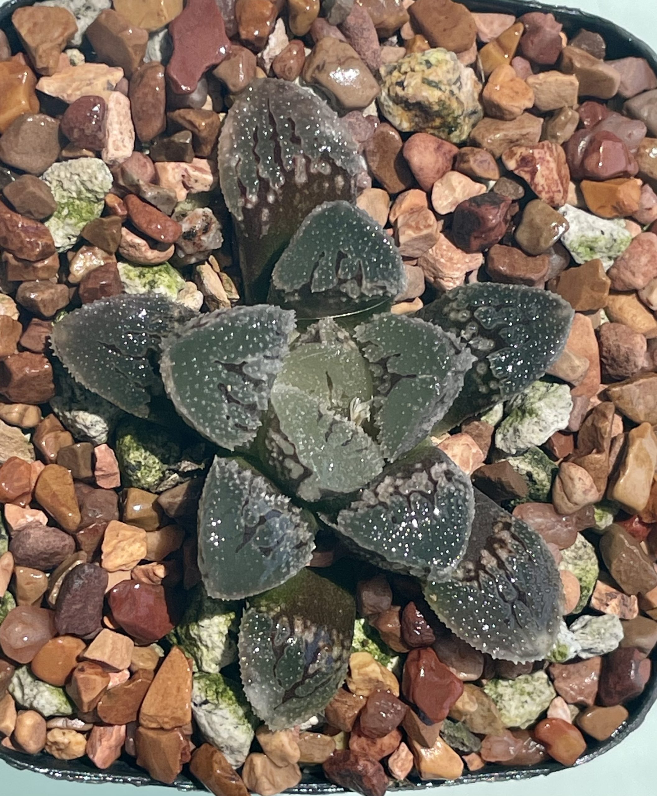 H. springbokvlakensis x H pygmeae cv $20.00