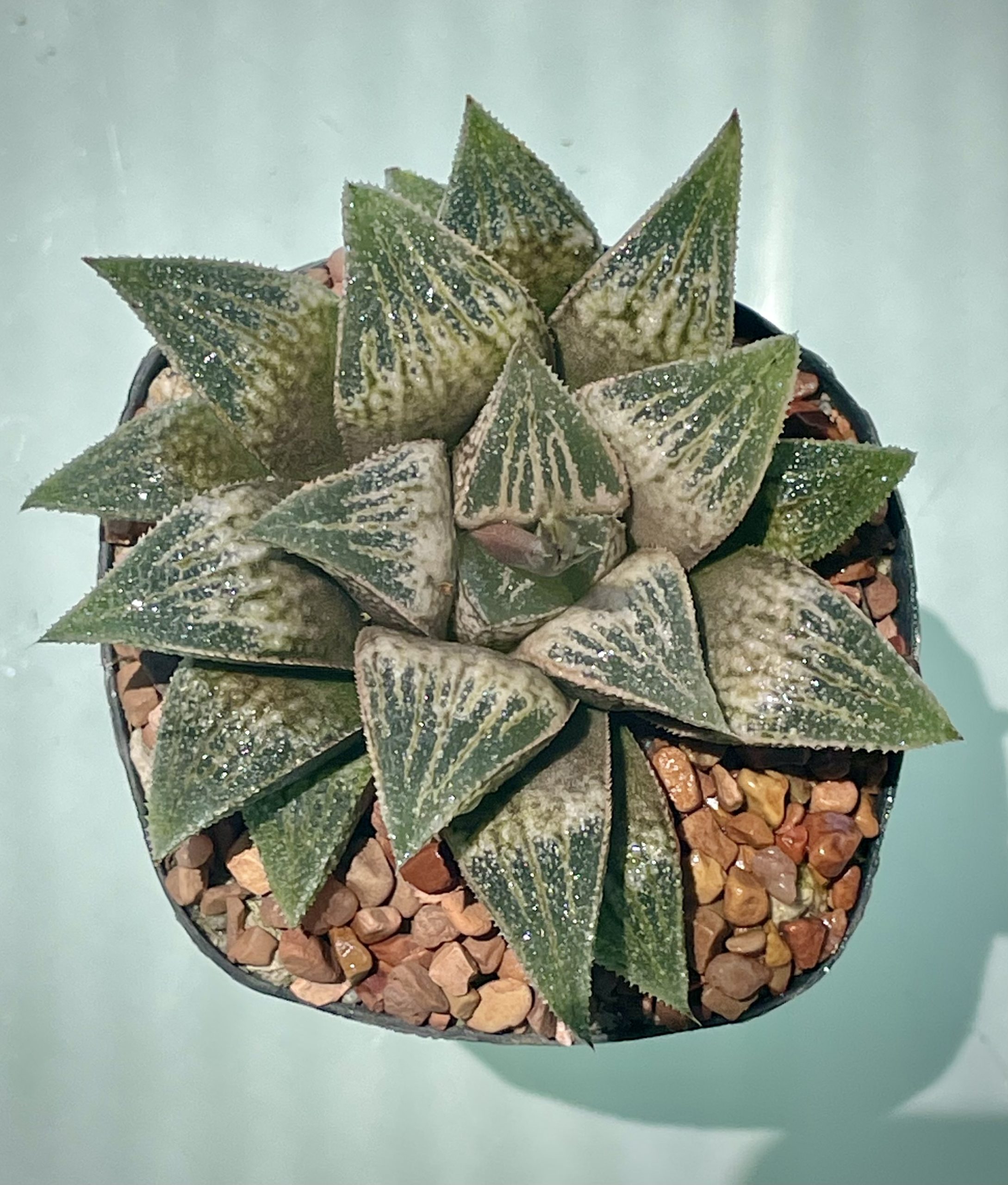 Haw. magnifica x haw cv "Gensikai" $25